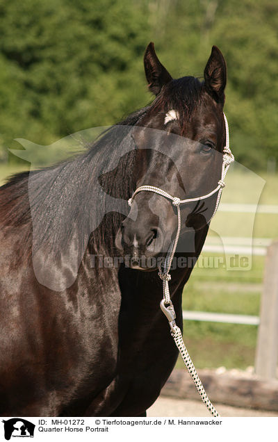 Quarter Horse Portrait / MH-01272