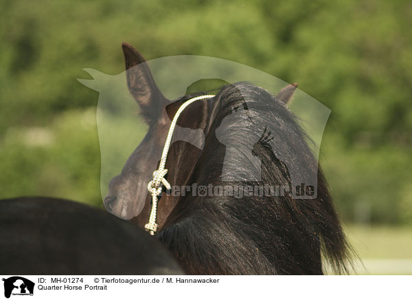Quarter Horse Portrait / MH-01274