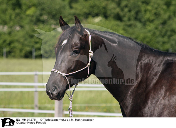 Quarter Horse Portrait / MH-01275