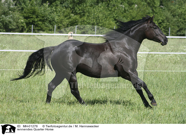rennendes Quarter Horse / MH-01276