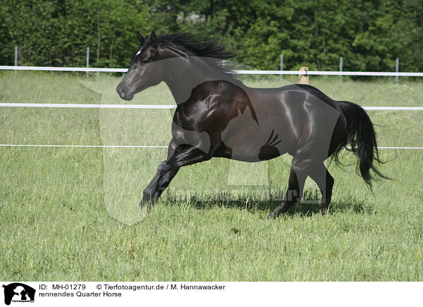 rennendes Quarter Horse / MH-01279
