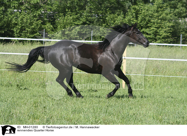 rennendes Quarter Horse / MH-01280