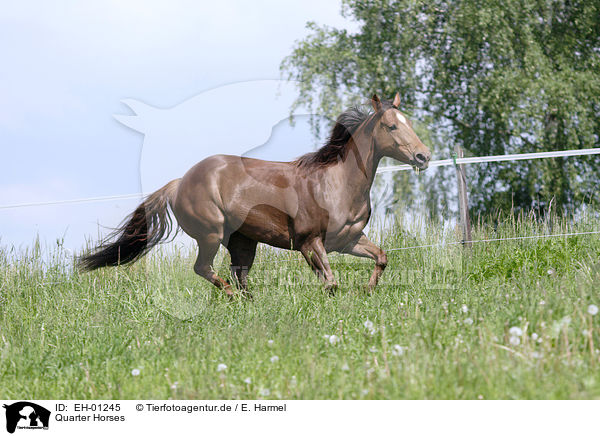 Quarter Horses / EH-01245