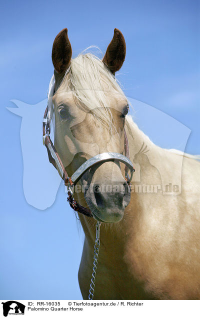 Palomino Quarter Horse / Palomino Quarter Horse / RR-16035