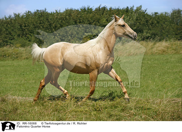Palomino Quarter Horse / Palomino Quarter Horse / RR-16068