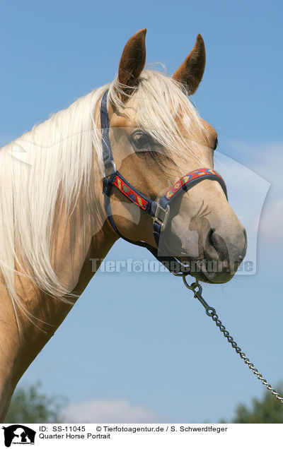 Quarter Horse Portrait / SS-11045