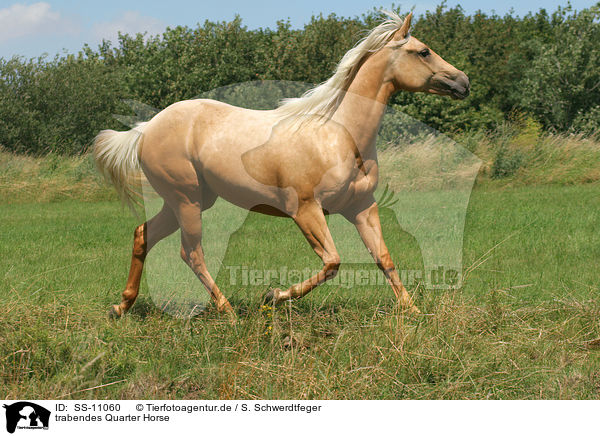 trabendes Quarter Horse / trotting Quarter Horse / SS-11060