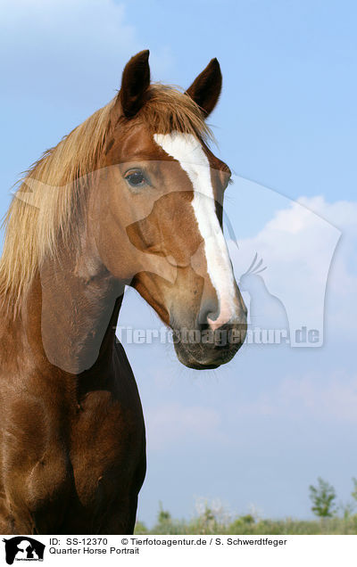 Quarter Horse Portrait / Quarter Horse Portrait / SS-12370