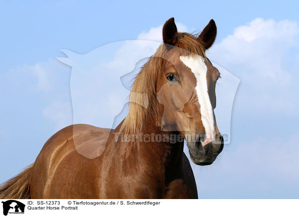 Quarter Horse Portrait / Quarter Horse Portrait / SS-12373