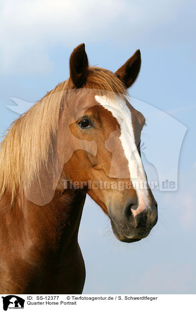 Quarter Horse Portrait / Quarter Horse Portrait / SS-12377