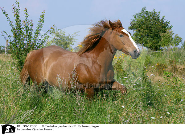 trabendes Quarter Horse / trotting Quarter Horse / SS-12380