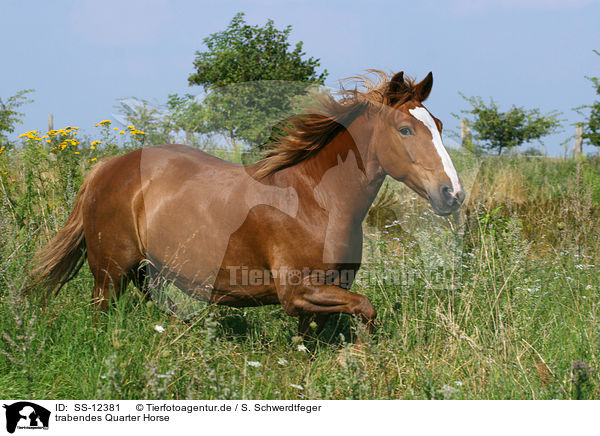 trabendes Quarter Horse / trotting Quarter Horse / SS-12381