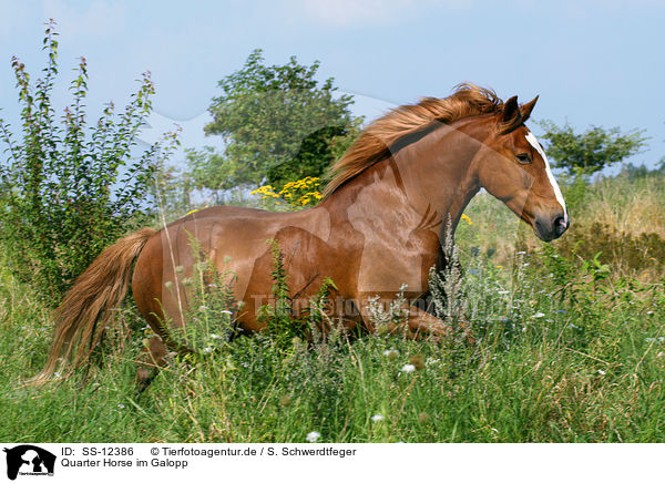 Quarter Horse im Galopp / galloping Quarter Horse / SS-12386