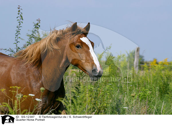 Quarter Horse Portrait / Quarter Horse Portrait / SS-12387