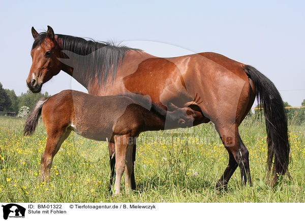 Stute mit Fohlen / mare with foal / BM-01322