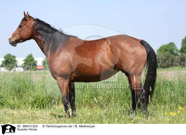 Quarter Horse / Quarter Horse / BM-01324