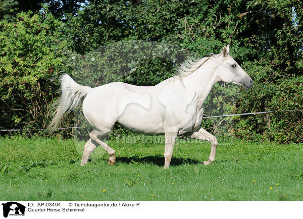 Quarter Horse Schimmel / white Quarter Horse / AP-03494