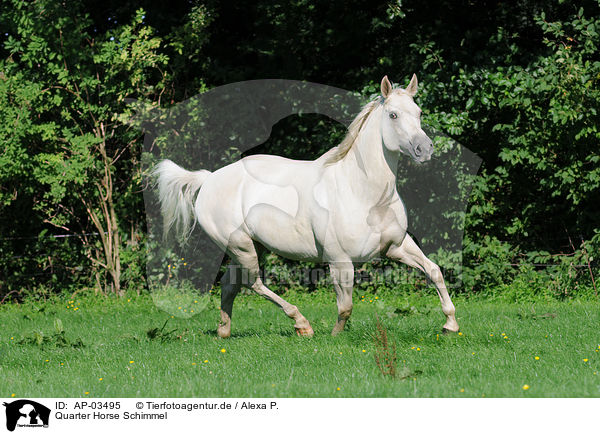 Quarter Horse Schimmel / white Quarter Horse / AP-03495