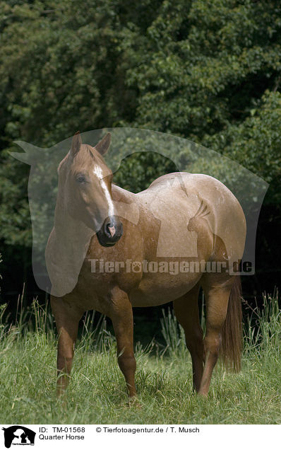Quarter Horse / Quarter Horse / TM-01568