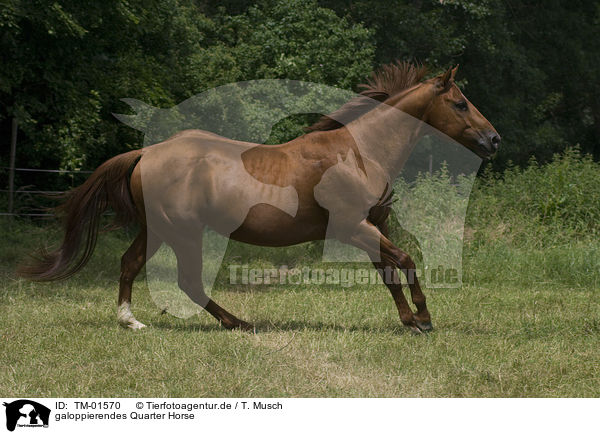 galoppierendes Quarter Horse / galopping Quarter Horse / TM-01570