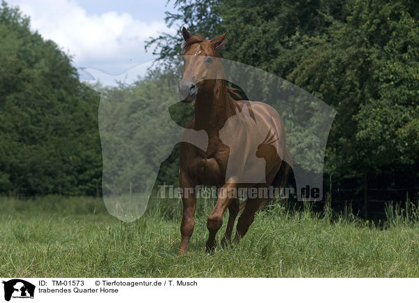trabendes Quarter Horse / trotting Quarter Horse / TM-01573