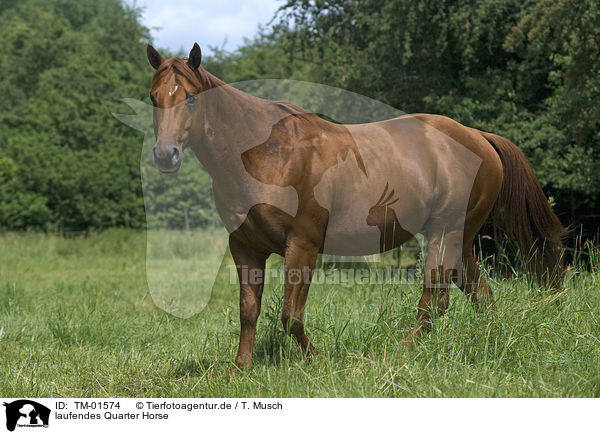 laufendes Quarter Horse / walking Quarter Horse / TM-01574