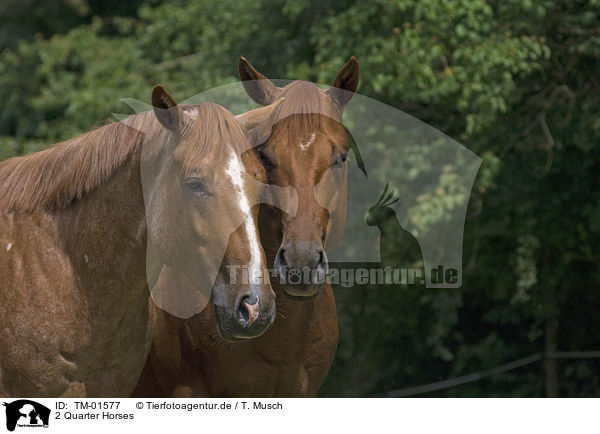 2 Quarter Horses / TM-01577