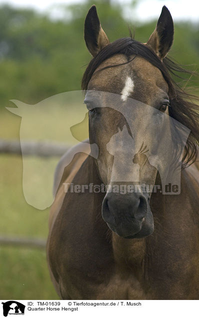 Quarter Horse Hengst / Quarter Horse stallion / TM-01639