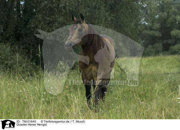 Quarter Horse Hengst / Quarter Horse stallion / TM-01640