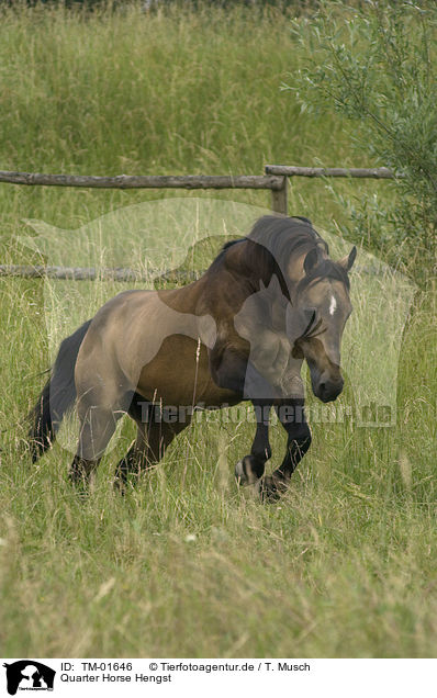 Quarter Horse Hengst / Quarter Horse stallion / TM-01646