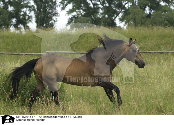 Quarter Horse Hengst / Quarter Horse stallion / TM-01647