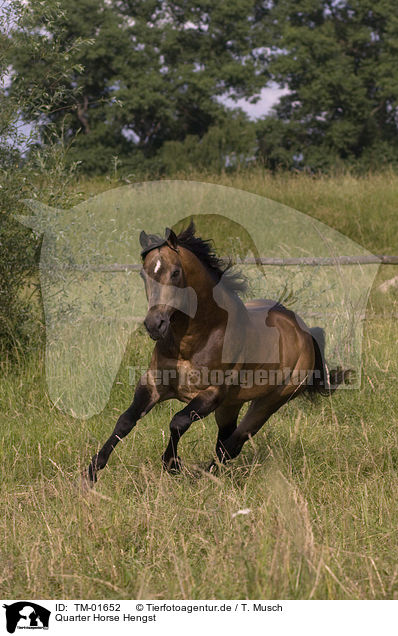 Quarter Horse Hengst / Quarter Horse stallion / TM-01652