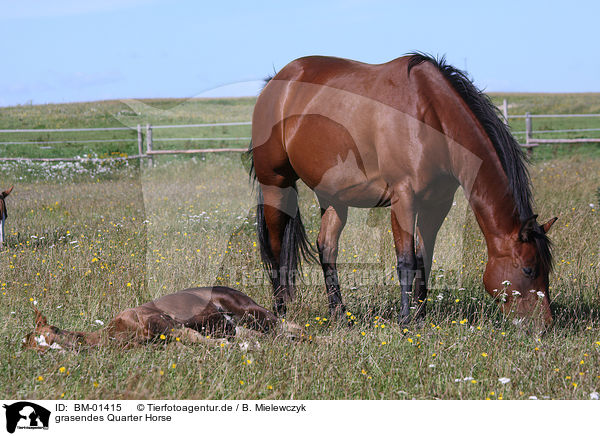 grasendes Quarter Horse / BM-01415