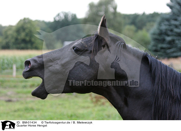 Quarter Horse Hengst / Quarter Horse stallion / BM-01434