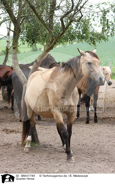 Quarter Horse / Quarter Horse / BM-01785