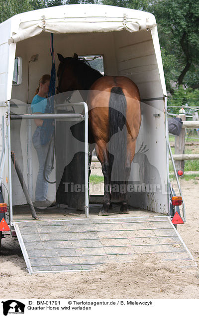 Quarter Horse wird verladen / loading a quarter horse / BM-01791