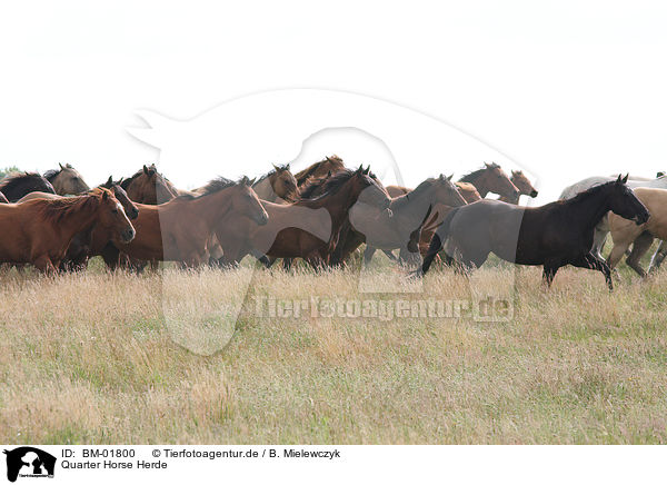 Quarter Horse Herde / BM-01800