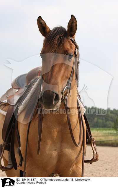 Quarter Horse Portrait / BM-01837