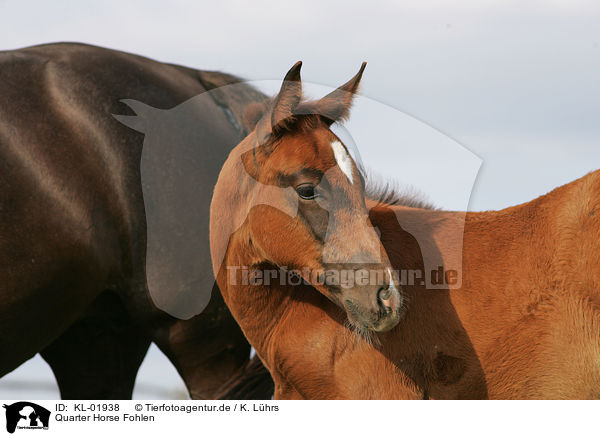 Quarter Horse Fohlen / KL-01938
