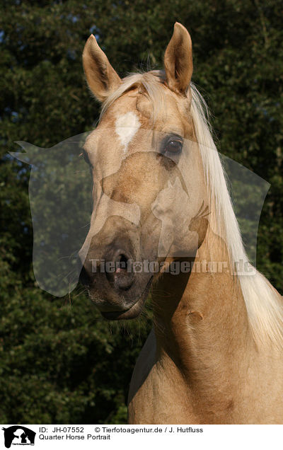 Quarter Horse Portrait / Quarter Horse Portrait / JH-07552