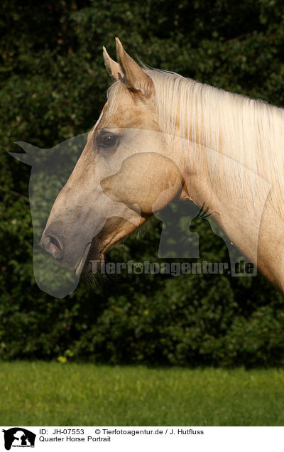 Quarter Horse Portrait / Quarter Horse Portrait / JH-07553