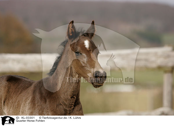 Quarter Horse Fohlen / KL-03301