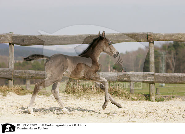 Quarter Horse Fohlen / Quarter Horse Foal / KL-03302