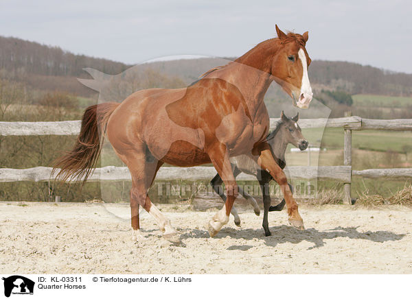 Quarter Horses / Quarter Horses / KL-03311