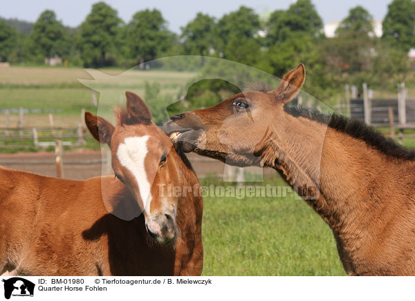 Quarter Horse Fohlen / Quarter Horse foals / BM-01980