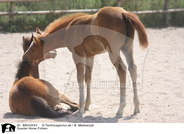 Quarter Horse Fohlen / Quarter Horse foals / BM-02043