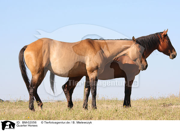 Quarter Horses / BM-02056
