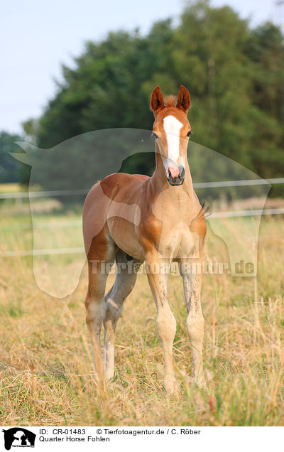 Quarter Horse Fohlen / Quarter Horse foal / CR-01483