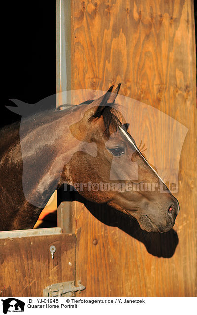 Quarter Horse Portrait / Quarter Horse Portrait / YJ-01945