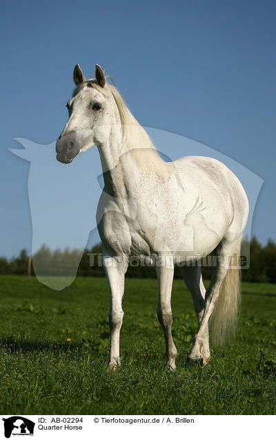 Quarter Horse / Quarter Horse / AB-02294